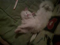 Кот майнит биткоины